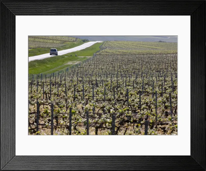 Framed Print : Champagne vineyard, Hautvilliers, Marne, France, Europe Framed Print : Champagne vineyard, Hautvilliers, Marne, France, Europe