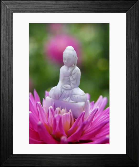 Framed Print : Buddha in dahlia flower, Paris, France, Europe Framed Print : Buddha in dahlia flower, Paris, France, Europe