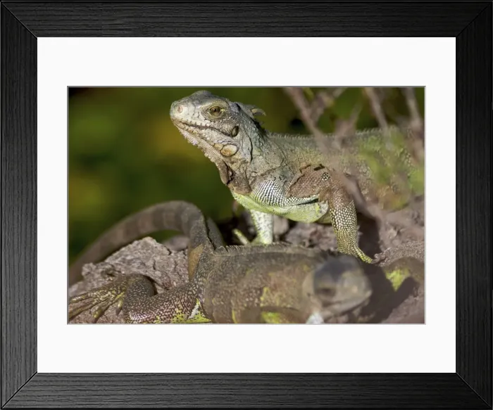 Framed Print : Iguanas on Ile Royale, French Guiana, South America Framed Print : Iguanas on Ile Royale, French Guiana, South America