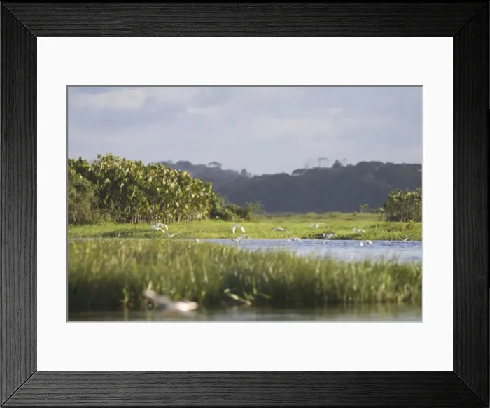 Framed Print : Egrets in the everglades of Kaw, French Guiana, South America Framed Print : Egrets in the everglades of Kaw, French Guiana, South America