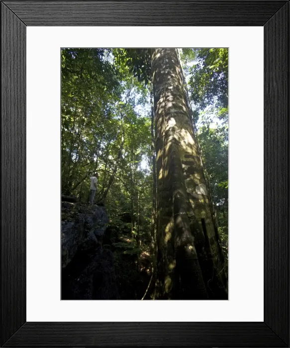 Framed Print : A big banyan in the jungle around the everglades of Kaw, French Guiana, South America Framed Print : A big banyan in the jungle around the everglades of Kaw, French Guiana, South America