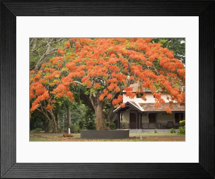 Framed Print : A red flowering tree in the grounds of Kabini River Lodge, Karnataka, India, Asia Framed Print : A red flowering tree in the grounds of Kabini River Lodge, Karnataka, India, Asia