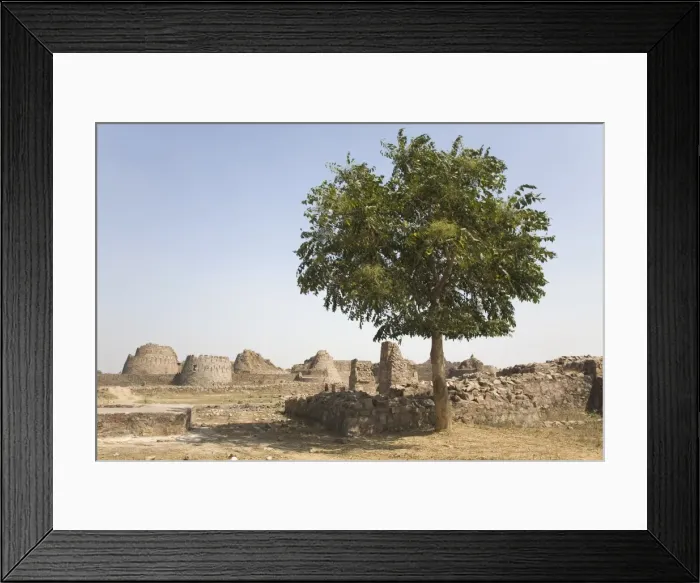 Framed Print : A tree stands outside the walls of the ruined Tughluqabad Fortress, constructed under Ghiyas-ud-Din in 1321 AD and abandoned in 1327 AD, in Delhi Framed Print : A tree stands outside the walls of the ruined Tughluqabad Fortress, constructed under Ghiyas-ud-Din in 1321 AD and abandoned in 1327 AD, in Delhi
