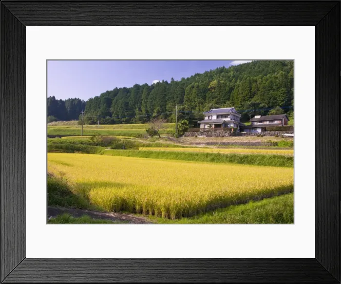 Framed Print : Terraced rice fields ready for harvesting, near Oita, Kyushu, Japan, Asia Framed Print : Terraced rice fields ready for harvesting, near Oita, Kyushu, Japan, Asia