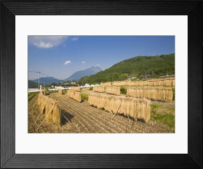Framed Print : Sheaves of recently harvested rice hanging to dry, Yufuin, Oita, Kyushu, Japan, Asia Framed Print : Sheaves of recently harvested rice hanging to dry, Yufuin, Oita, Kyushu, Japan, Asia
