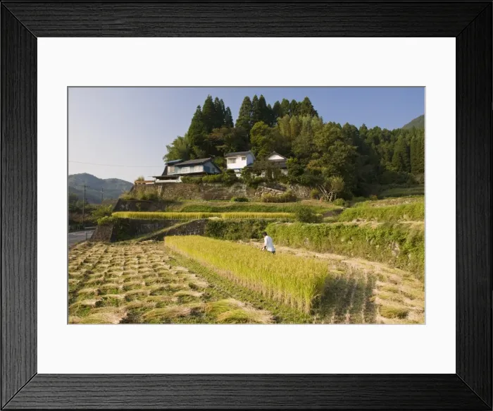 Framed Print : Man harvesting rice by machine in small terraced rice fields near Oita Framed Print : Man harvesting rice by machine in small terraced rice fields near Oita