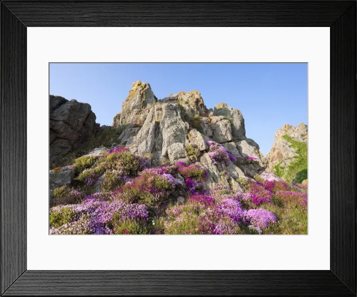 Framed Print : Heather and gorse on a rocky outcrop, Jersey, Channel Islands, United Kingdom, Europe Framed Print : Heather and gorse on a rocky outcrop, Jersey, Channel Islands, United Kingdom, Europe