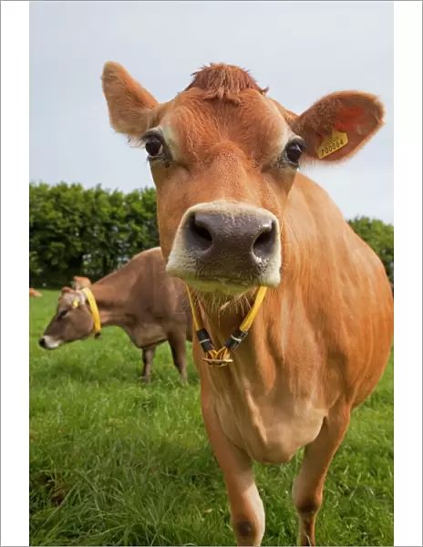 Jersey cow, Jersey, St. Helier, Channel Islands, United Kingdom, Europe