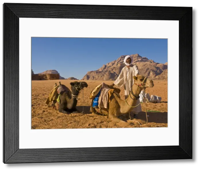 Framed Print : Bedouin with his camels in the stunning scenery of Wadi Rum, Jordan, Middle East Framed Print : Bedouin with his camels in the stunning scenery of Wadi Rum, Jordan, Middle East