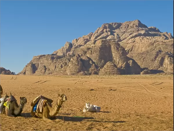Bedouin with his camels in the stunning scenery of Wadi Rum, Jordan, Middle East