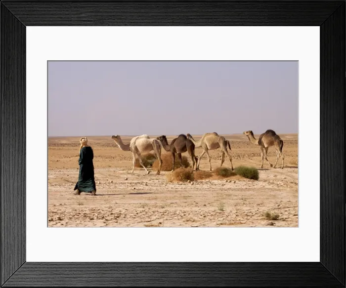 Framed Print : A camel herd in the Fezzan desert, Libya, North Africa, Africa Framed Print : A camel herd in the Fezzan desert, Libya, North Africa, Africa