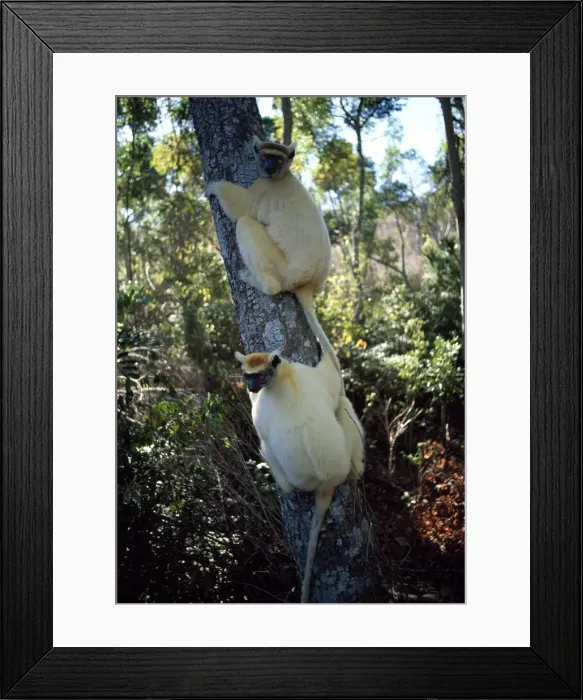 Framed Print : Golden-crowned Sifakas (Propithecus tattersalli), an endangered species Framed Print : Golden-crowned Sifakas (Propithecus tattersalli), an endangered species