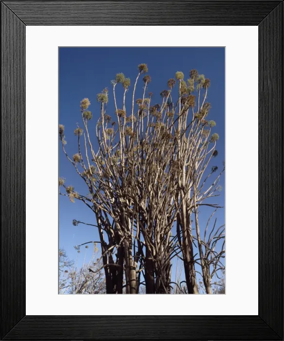 Framed Print : Didiereaceae plant (Alluaudiopsis sp. ), Spiny Forest, Hazofotsy, Southern Madagascar Framed Print : Didiereaceae plant (Alluaudiopsis sp. ), Spiny Forest, Hazofotsy, Southern Madagascar
