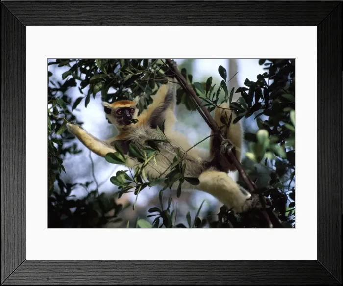 Framed Print : Golden-crowned Sifaka (Propithecus tattersalli), an endangered species Framed Print : Golden-crowned Sifaka (Propithecus tattersalli), an endangered species