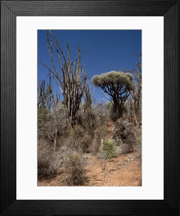 Framed Print : Didierea Forest, Spiny Forest, Hazofotsy, Southern Madagascar, Africa