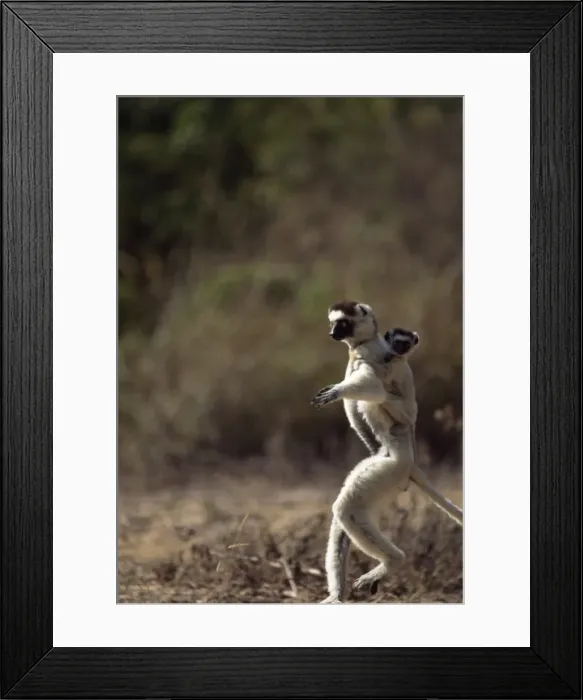 Framed Print : Verreauxs Sifaka (Propithecus verreauxi), mother with baby on back hopping on ground Framed Print : Verreauxs Sifaka (Propithecus verreauxi), mother with baby on back hopping on ground