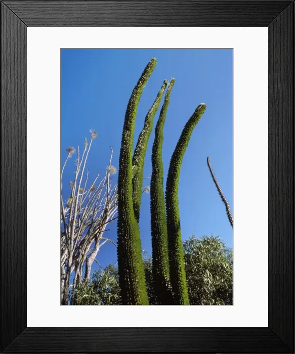 Framed Print : Didiereaceae plant (Alluaudia sp. ), Spiny Forest, Hazofotsy, Southern Madagascar, Africa Framed Print : Didiereaceae plant (Alluaudia sp. ), Spiny Forest, Hazofotsy, Southern Madagascar, Africa