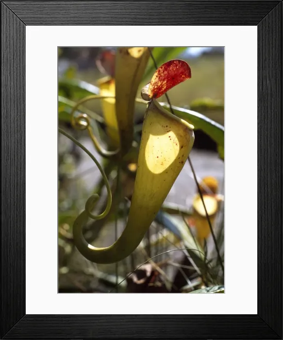 Framed Print : Madagascar pitcher plant(Nepenthes madagascariensis), a carnivorous plant that produces impressive pitchers that catch insect prey Framed Print : Madagascar pitcher plant(Nepenthes madagascariensis), a carnivorous plant that produces impressive pitchers that catch insect prey