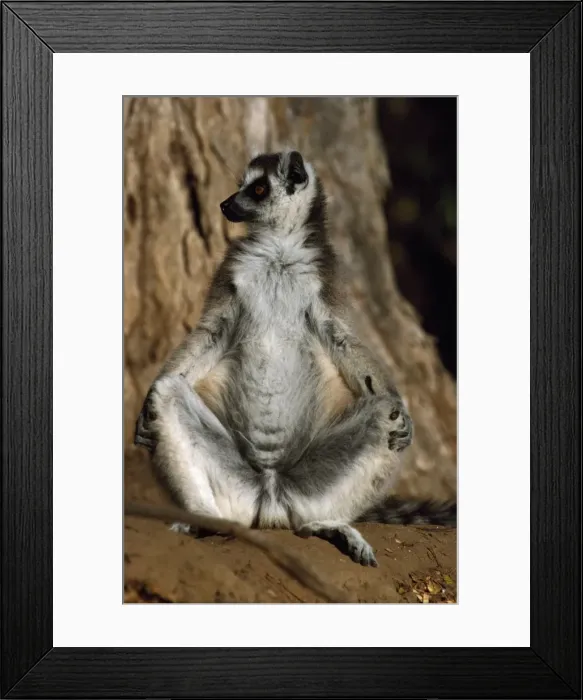 Framed Print : Ring-tailed Lemur (Lemur catta) sunbathing on ground, Berenty, Southern Madagascar Framed Print : Ring-tailed Lemur (Lemur catta) sunbathing on ground, Berenty, Southern Madagascar