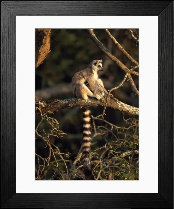 Framed Print : Ring-tailed Lemur (Lemur catta) sitting on tree, Berenty, Southern Madagascar, Africa