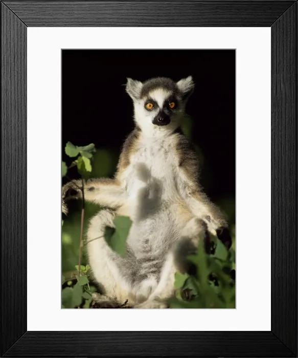 Framed Print : Ring-tailed Lemur (Lemur catta) sunbathing on tree, Berenty, Southern Madagascar, Africa Framed Print : Ring-tailed Lemur (Lemur catta) sunbathing on tree, Berenty, Southern Madagascar, Africa