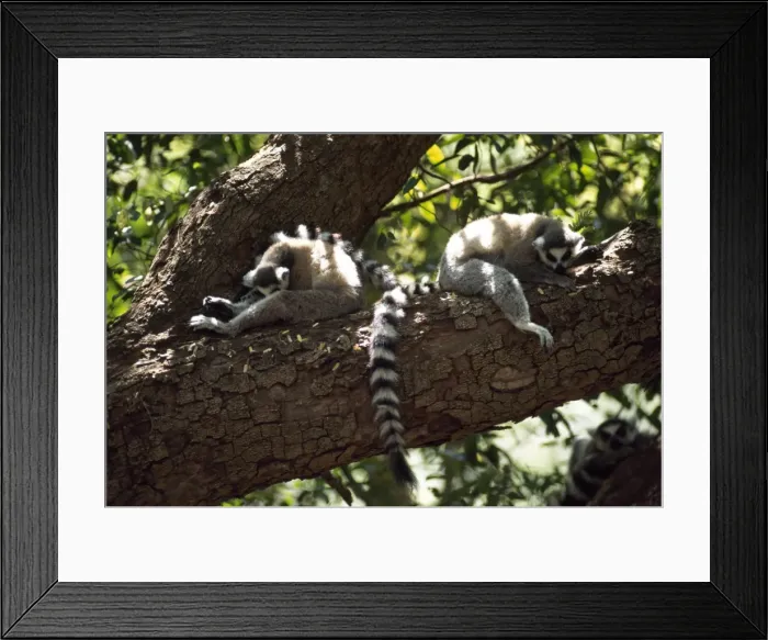 Framed Print : Ring-tailed Lemurs (Lemur catta) resting on tree, Berenty, Southern Madagascar, Africa Framed Print : Ring-tailed Lemurs (Lemur catta) resting on tree, Berenty, Southern Madagascar, Africa