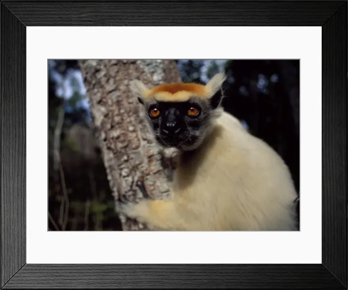 Framed Print : Golden-crowned Sifaka (Propithecus tattersalli), an endangered species Framed Print : Golden-crowned Sifaka (Propithecus tattersalli), an endangered species