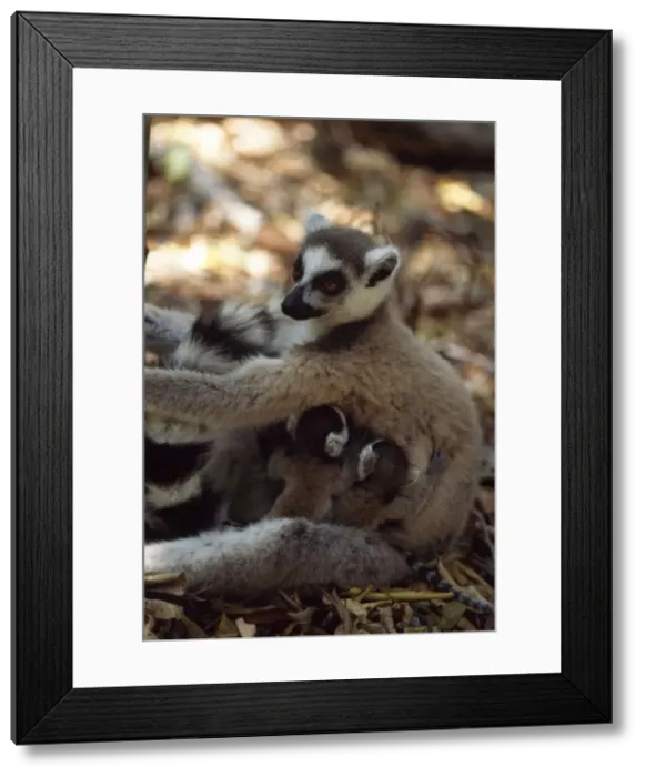 Framed Print : Ring-tailed Lemurs (Lemur catta) mother with twin babies, Berenty, Southern Madagascar Framed Print : Ring-tailed Lemurs (Lemur catta) mother with twin babies, Berenty, Southern Madagascar