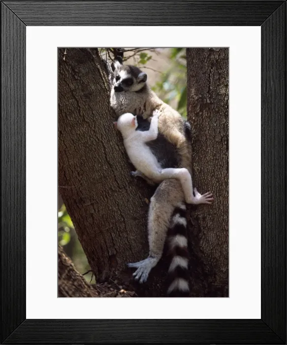 Framed Print : Ring-tailed Lemurs (Lemur catta), all white baby male (Sapphire) albino lemur resting with mother on tree, Berenty, Southern Framed Print : Ring-tailed Lemurs (Lemur catta), all white baby male (Sapphire) albino lemur resting with mother on tree, Berenty, Southern