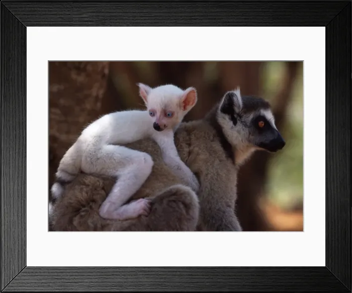 Framed Print : Ring-tailed Lemurs (Lemur catta), all white baby male (Sapphire) albino lemur on mothers back