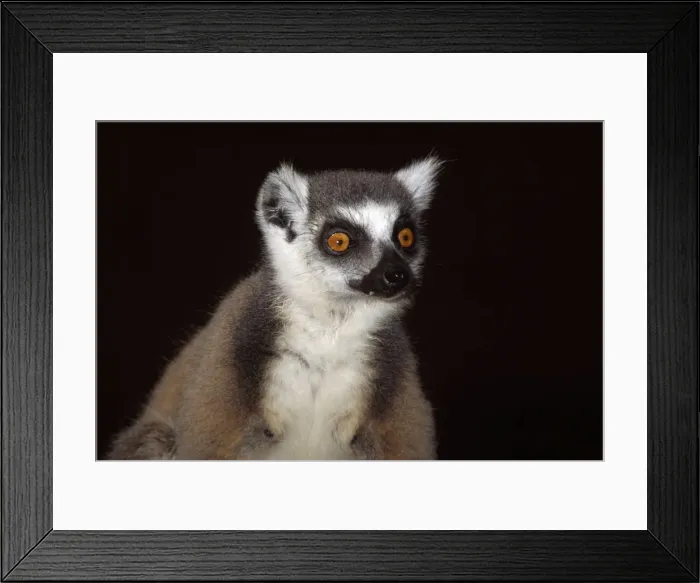Framed Print : Ring-tailed Lemur (Lemur catta) portrait, Berenty, Southern Madagascar, Africa Framed Print : Ring-tailed Lemur (Lemur catta) portrait, Berenty, Southern Madagascar, Africa