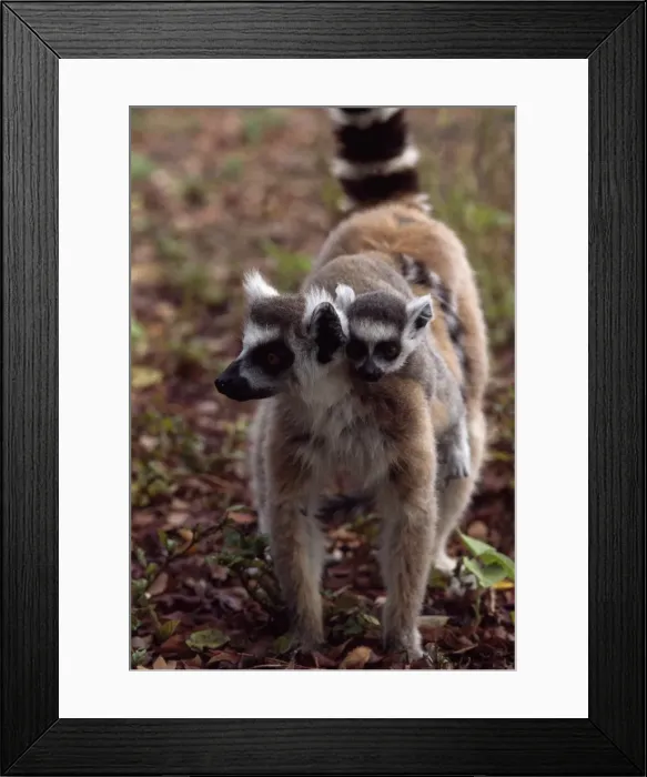 Framed Print : Ring-tailed Lemurs (Lemur catta) mother with baby on back walking, Berenty Framed Print : Ring-tailed Lemurs (Lemur catta) mother with baby on back walking, Berenty