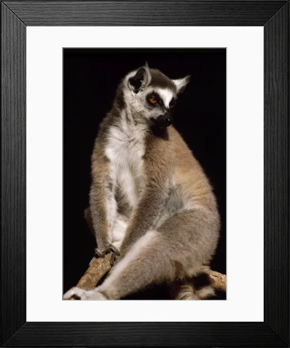 Framed Print : Ring-tailed Lemur (Lemur catta) resting, Berenty, Southern Madagascar, Africa Framed Print : Ring-tailed Lemur (Lemur catta) resting, Berenty, Southern Madagascar, Africa