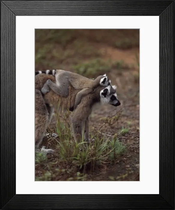 Framed Print : Ring-tailed Lemurs (Lemur catta) mother with baby on back walking, Berenty Framed Print : Ring-tailed Lemurs (Lemur catta) mother with baby on back walking, Berenty