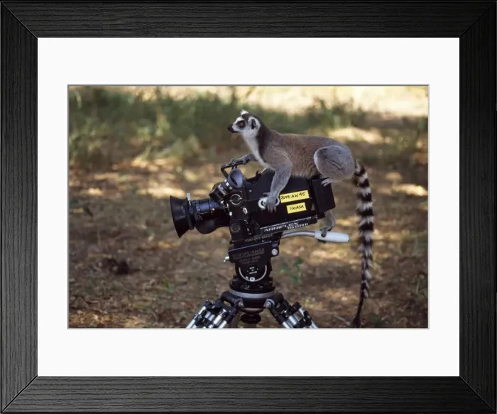 Framed Print : Ring-tailed Lemur (Lemur catta) on camera, Berenty, Southern Madagascar, Africa Framed Print : Ring-tailed Lemur (Lemur catta) on camera, Berenty, Southern Madagascar, Africa