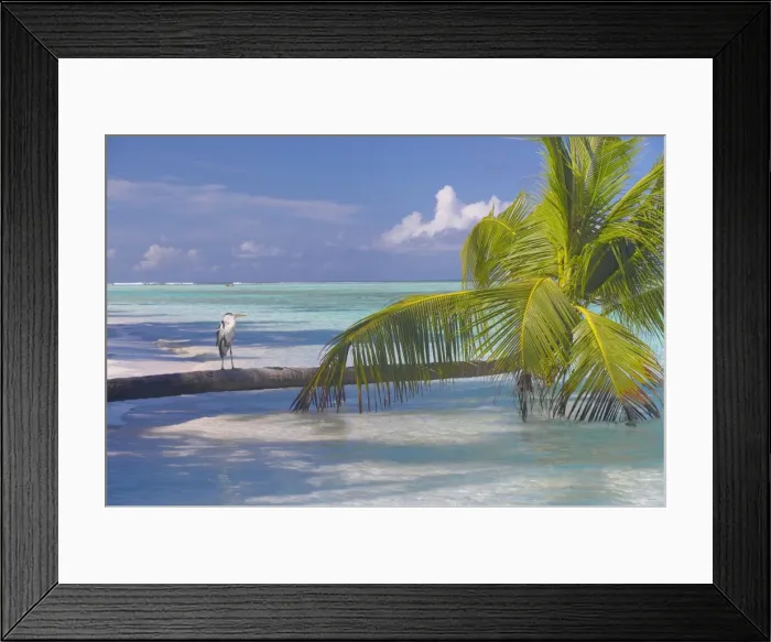 Framed Print : Blue heron standing on palm tree, Maldives, Indian Ocean, Asia Framed Print : Blue heron standing on palm tree, Maldives, Indian Ocean, Asia