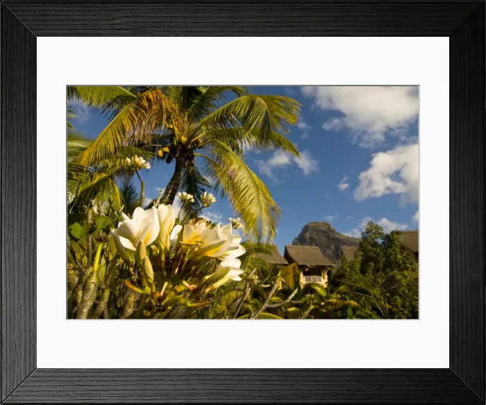 Framed Print : Blooming flower in the garden of Beachcomber Le Paradis, near Mont Brabant Framed Print : Blooming flower in the garden of Beachcomber Le Paradis, near Mont Brabant