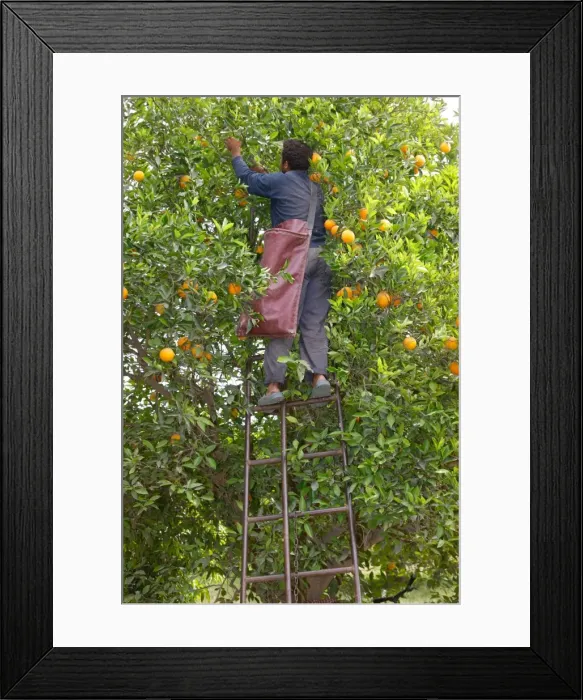 Framed Print : Orange harvest, Taroudan, Morocco, North Africa, Africa Framed Print : Orange harvest, Taroudan, Morocco, North Africa, Africa