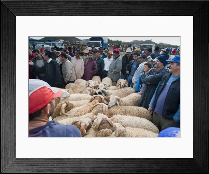 Framed Print : Ram auction, livestock market, Tetouan, Morocco, North Africa, Africa