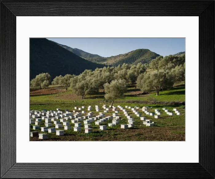 Framed Print : Beehives in the olive grove, Rif mountains, Chefchaouen, Morocco, North Africa, Africa Framed Print : Beehives in the olive grove, Rif mountains, Chefchaouen, Morocco, North Africa, Africa