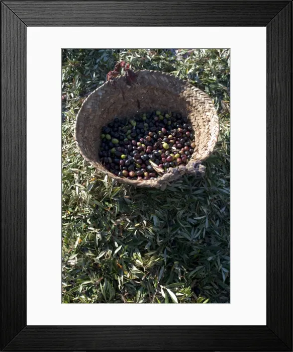Framed Print : Olives just after collection, Meknes, Morocco, North Africa, Africa Framed Print : Olives just after collection, Meknes, Morocco, North Africa, Africa