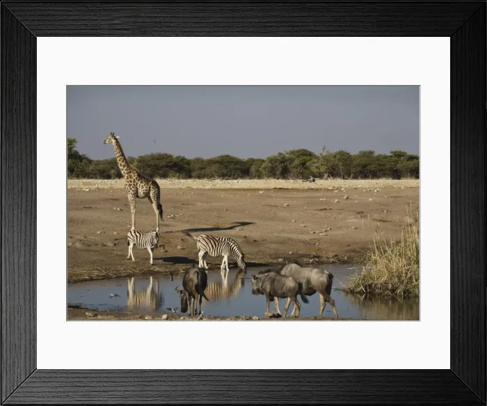 Framed Print : Animals at the waterhole, Etosha National Park, Namibia, Africa Framed Print : Animals at the waterhole, Etosha National Park, Namibia, Africa