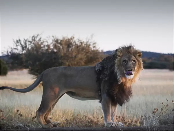 Male lion (Panthera leo), showing tongue, AfriCat Foundation, Okonjima