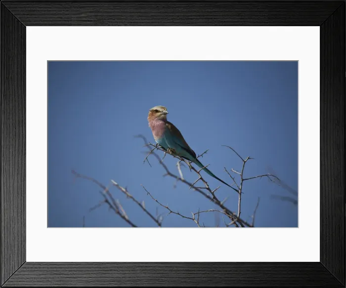 Framed Print : Lilac breasted roller (Coracias caudata) in tree, Etosha National Park, Namibia, Africa Framed Print : Lilac breasted roller (Coracias caudata) in tree, Etosha National Park, Namibia, Africa
