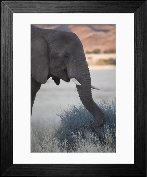 Framed Print : Desert elephant (Loxodonta africana), at dusk, Aba-Huab River Valley, Damaraland Framed Print : Desert elephant (Loxodonta africana), at dusk, Aba-Huab River Valley, Damaraland
