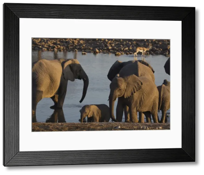 Framed Print : Elephants (Loxodonta africana) at a waterhole, Okaukuejo, Etosha National Park Framed Print : Elephants (Loxodonta africana) at a waterhole, Okaukuejo, Etosha National Park