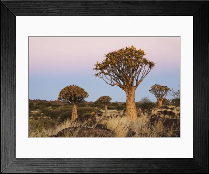 Framed Print : Quiver Tree Forest at sunset, Keetmanshoop, Namibia, Africa Framed Print : Quiver Tree Forest at sunset, Keetmanshoop, Namibia, Africa
