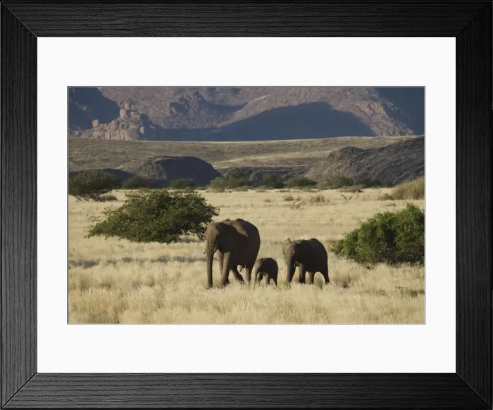 Framed Print : Desert Elephant (Loxodonta africana) family, Aba-Huab River Valley, Damaraland Framed Print : Desert Elephant (Loxodonta africana) family, Aba-Huab River Valley, Damaraland