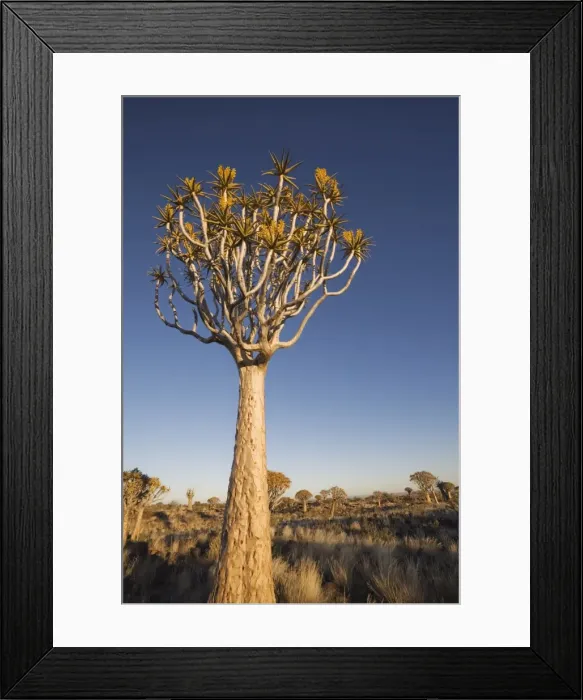 Framed Print : Yellow flowers on quiver trees, Quiver Tree Forest, Keetmanshoop, Namibia, Africa Framed Print : Yellow flowers on quiver trees, Quiver Tree Forest, Keetmanshoop, Namibia, Africa