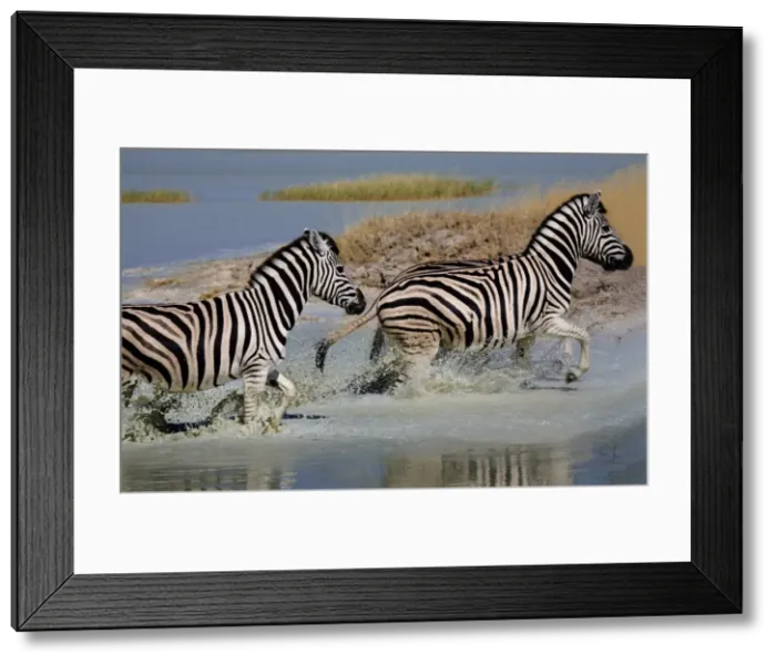 Framed Print : Zebra (Equus burchelli) running through water, Etosha National Park, Namibia, Africa Framed Print : Zebra (Equus burchelli) running through water, Etosha National Park, Namibia, Africa